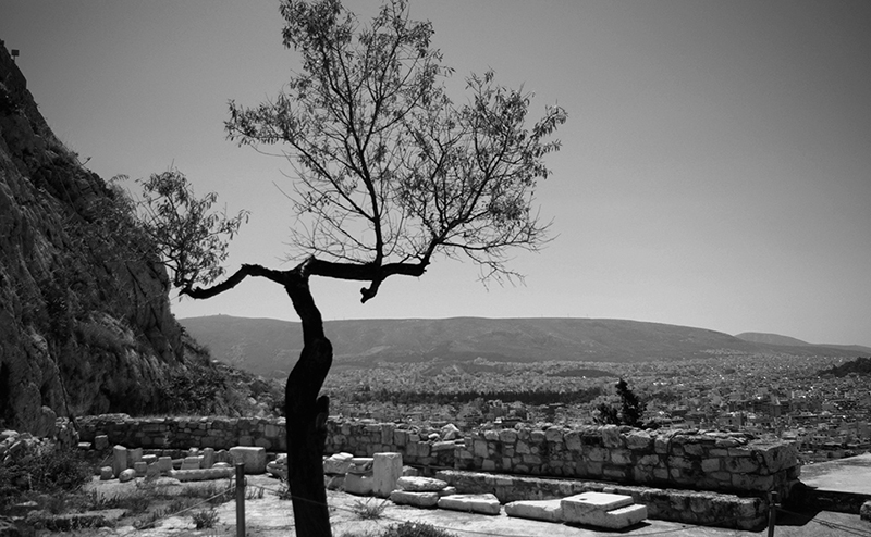 Black and white photo, depicts a tree and view from the Acropolis site by Maria Dimitrakarakou